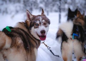 Husky Tours In Sweden