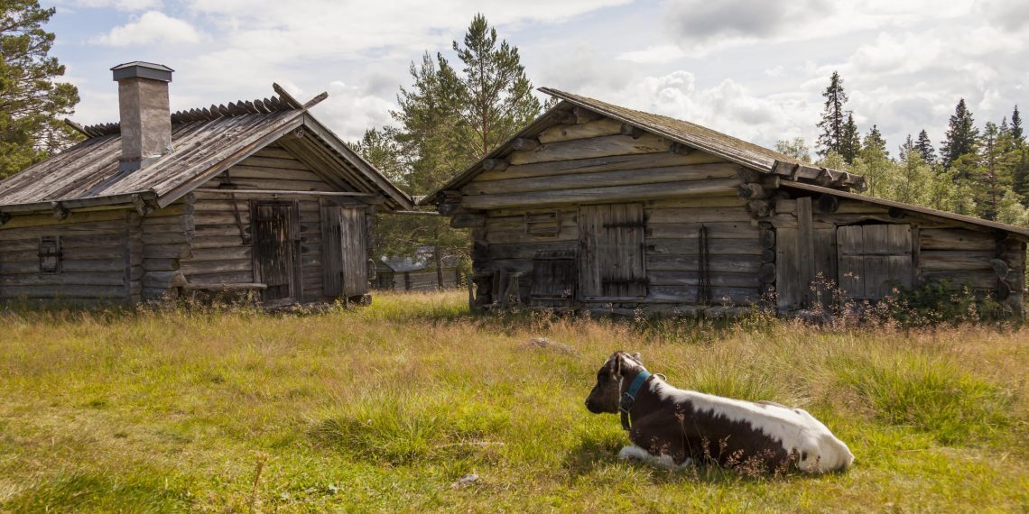 En Kalv Ligger Intill Två Fäbodar. Fäbodkultur Källa Fotoakuten