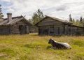 En Kalv Ligger Intill Två Fäbodar. Fäbodkultur Källa Fotoakuten