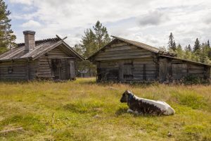Fäbodkultur : L'Art De L'Estive Traditionnelle Suédoise, Patrimoine Unesco 4 En Kalv Ligger Intill Två Fäbodar. Fäbodkultur Källa Fotoakuten