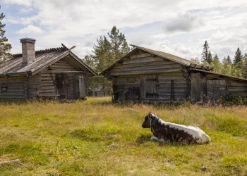 En Kalv Ligger Intill Två Fäbodar. Fäbodkultur Källa Fotoakuten
