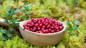 Lingonberries